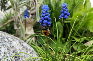 Hummel an blauer Traubenhyazinthe