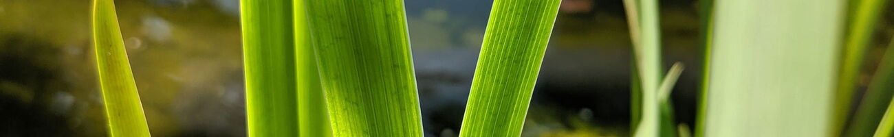 Biene an einem grünen Blatt